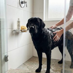 Šampon za sijaj pasje dlake pri čiščenju psa